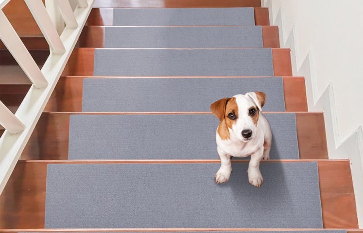 A-dog-is-on-the-stairs-with-carpet-treads